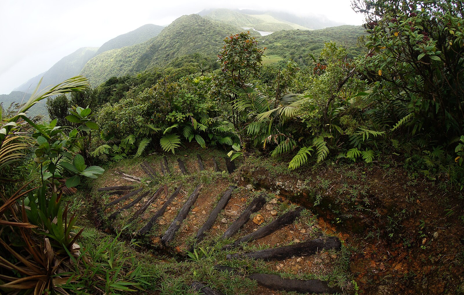 Lush rainforest hiking trail in Morne Trois Pitons National Park, Dominica